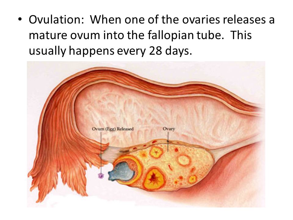 Manchado en la ovulación